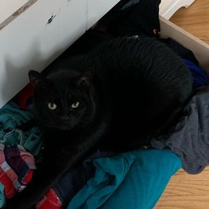 Meet your Posher, Rocco